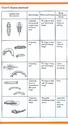 Invertebrate Identification Chart