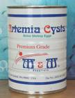artemia
