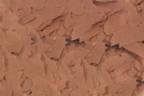 brine shrimp flake