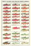 fish poster (males)