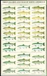fish poster (females)