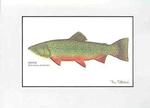 fish print - brook trout